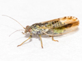 Arytaina genistae